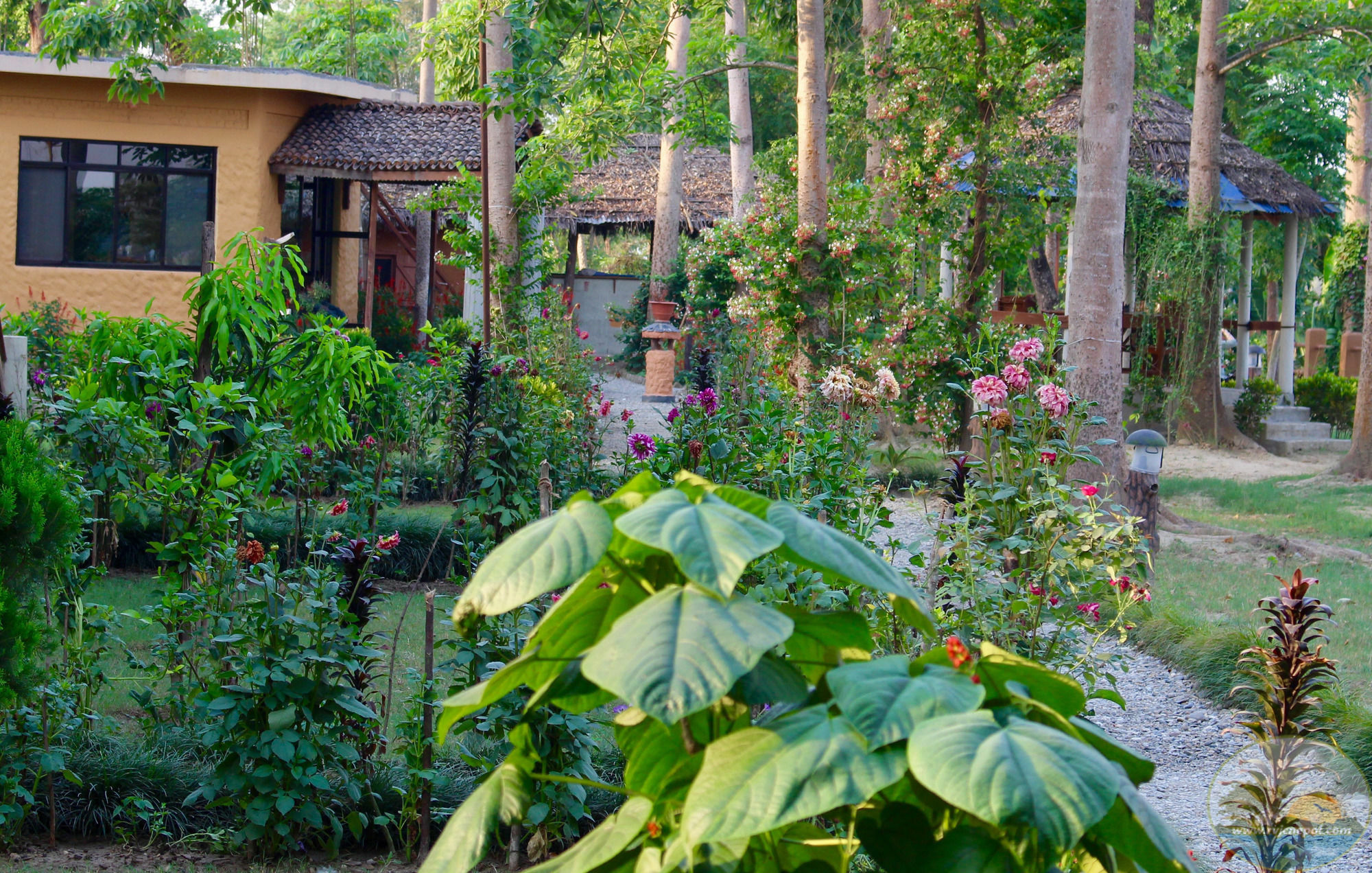 River View Jungle Camp Sauraha Exterior foto