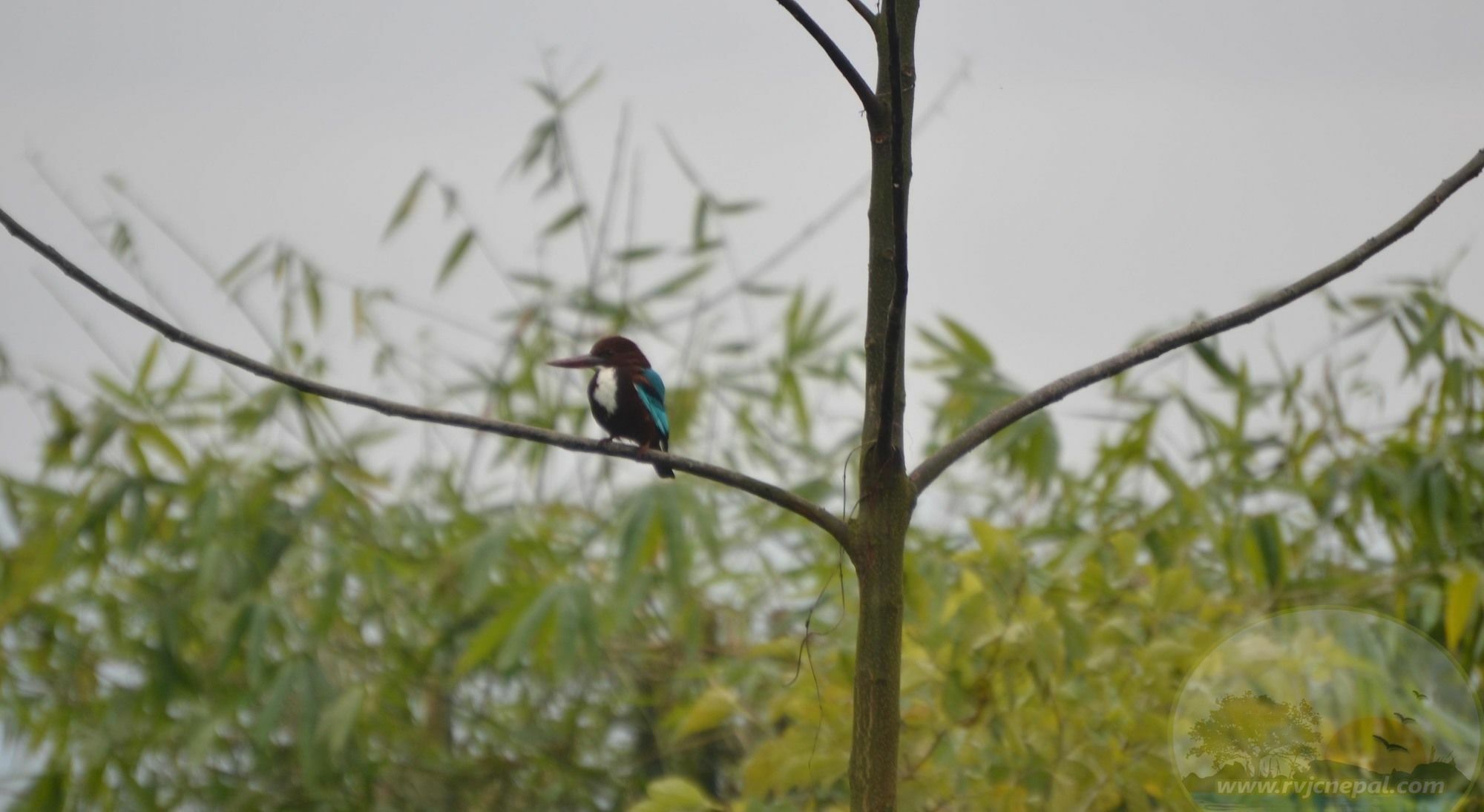 River View Jungle Camp Sauraha Exterior foto